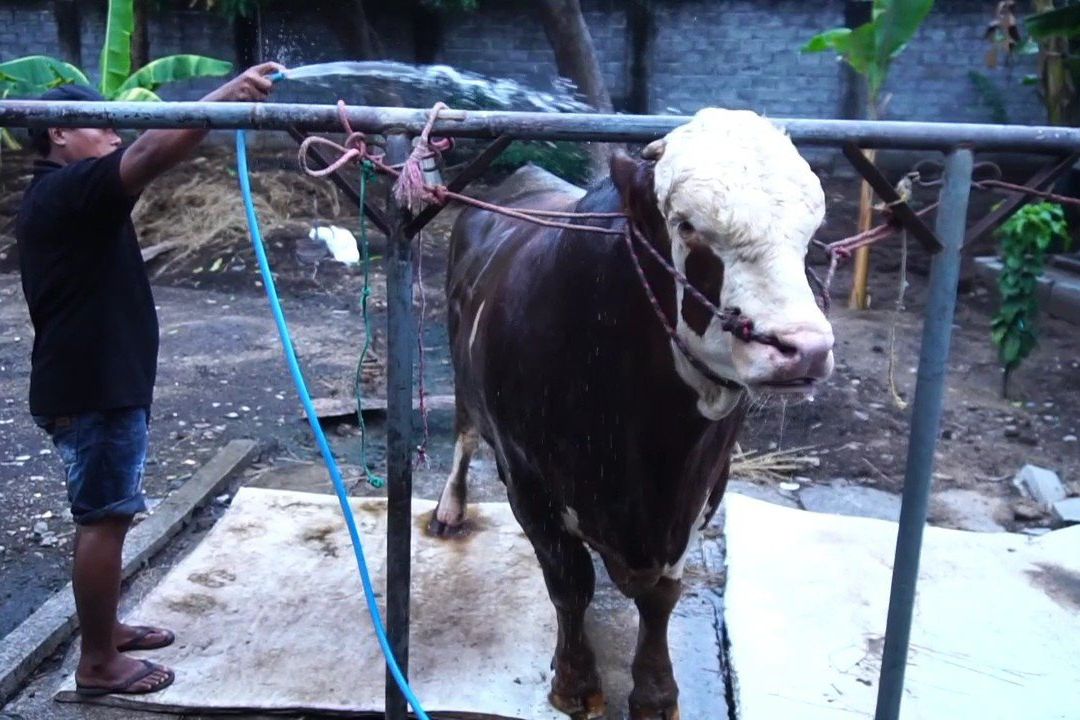 Menjelang Iduladha, Sapi Jumbo dari Probolinggo Dibeli Presiden Rp100 Juta