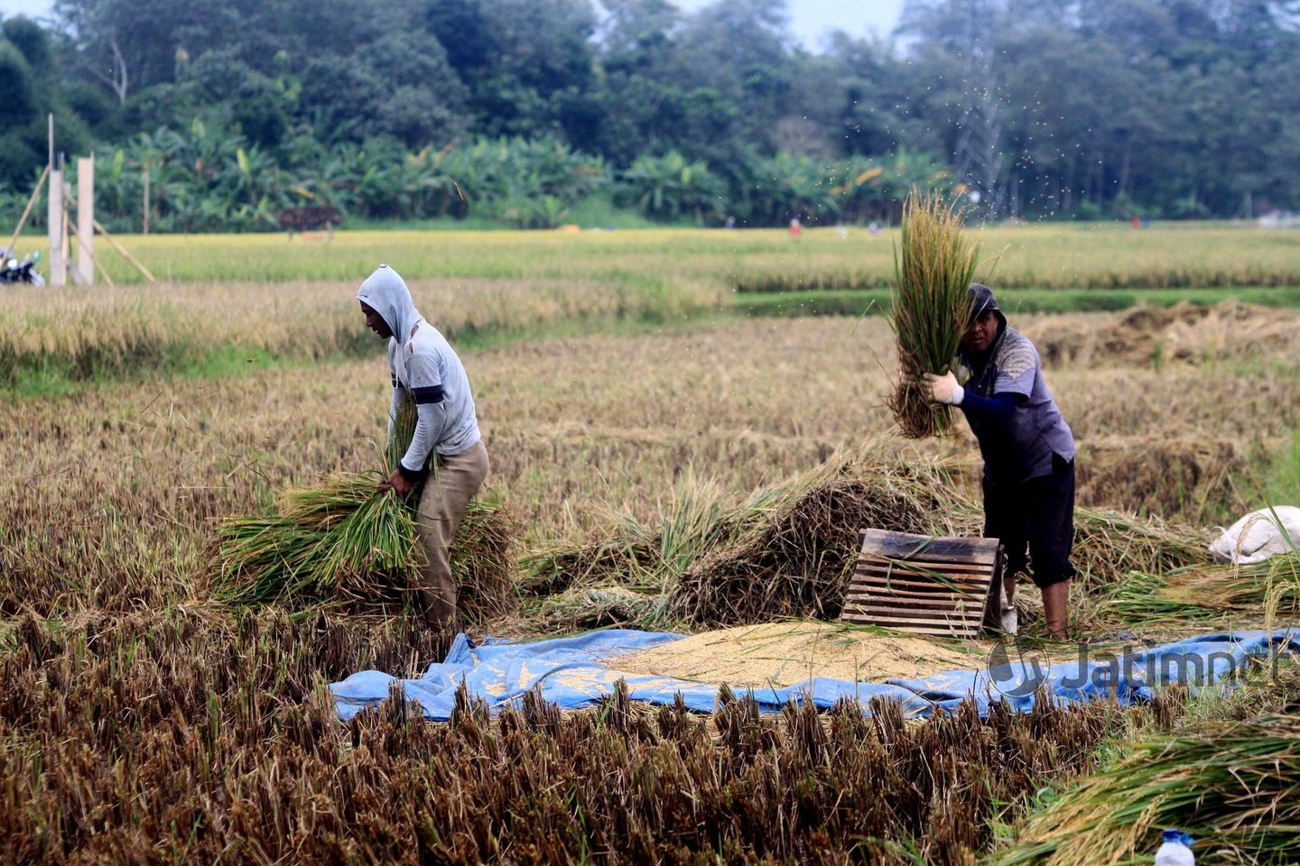 Area Persawahan Diprediksi akan Terus Berkurang