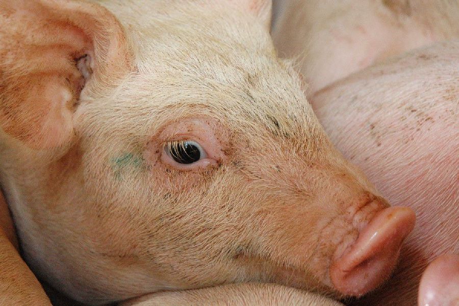 Cina Musnahkan 916 Ribu Babi Tertular Demam Babi Afrika