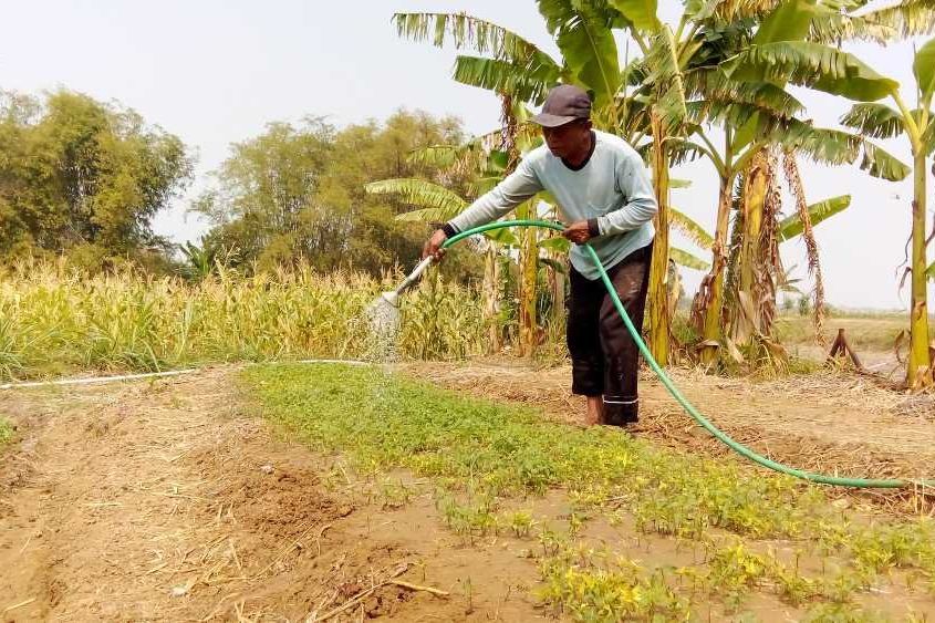 Kemarau Ekstrem, Sebagian Petani Beralih dari Padi ke Cabai