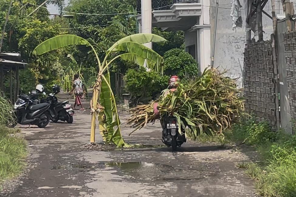 Warga Sumobito Tanam Pohon Pisang di Jalan Rusak, Protes 12 Tahun Tak Kunjung Diperbaiki