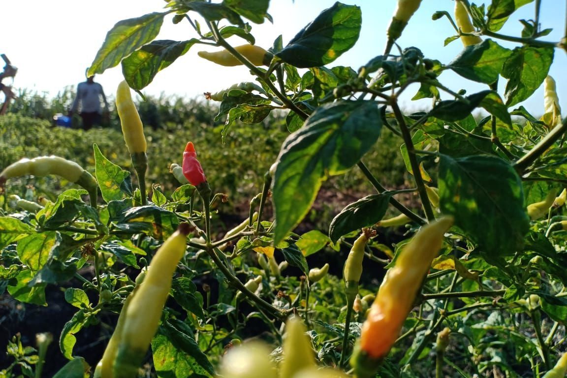Harga Kerap Naik Turun, Pemkot Mojokerto Dorong Warga Tanam Cabai