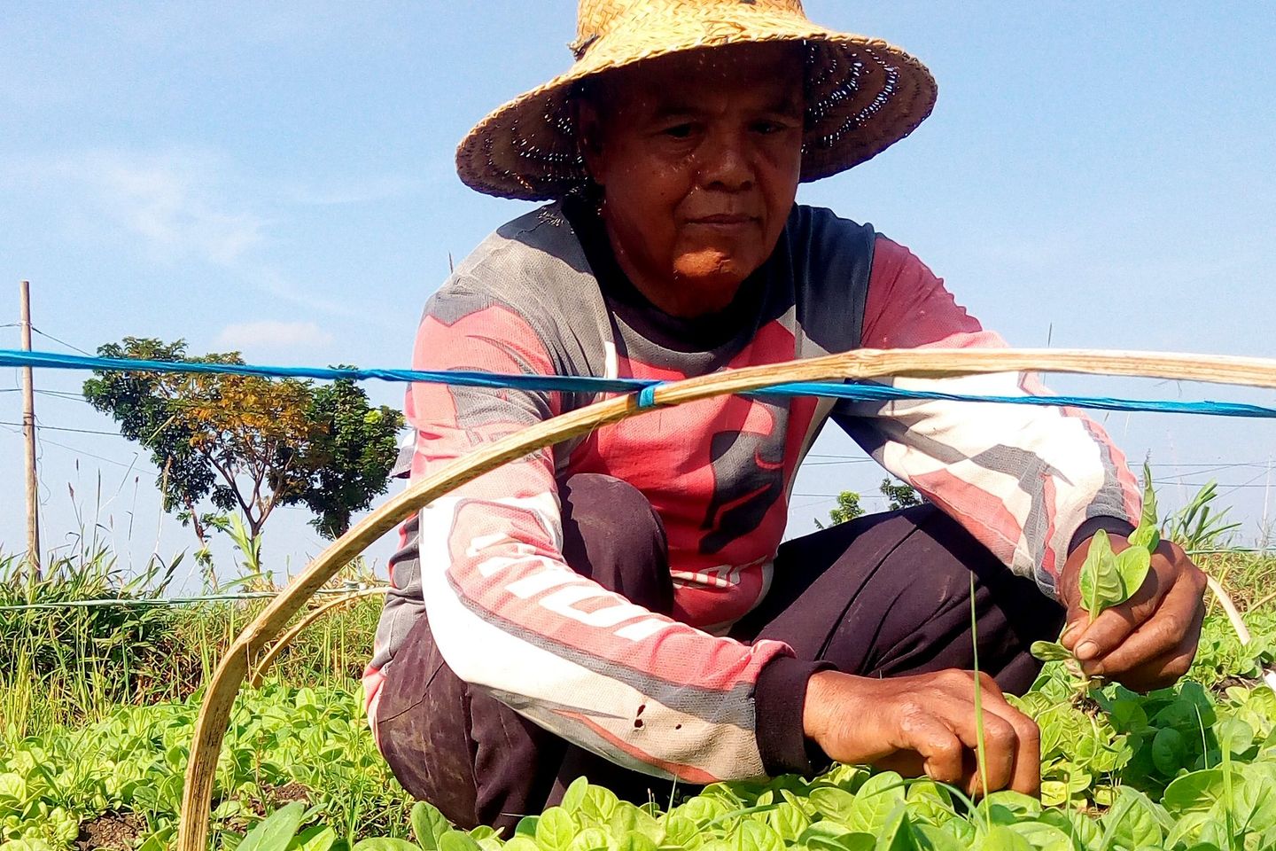 Pabrik Rokok Serap Seluruh Produksi Tembakau Bojonegoro