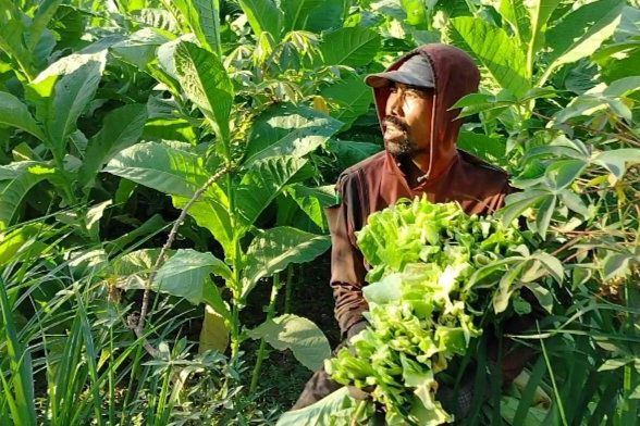 Harga Daun Tembakau Naik, Namun Petani Probolinggo Keluhkan Pupuk Mahal