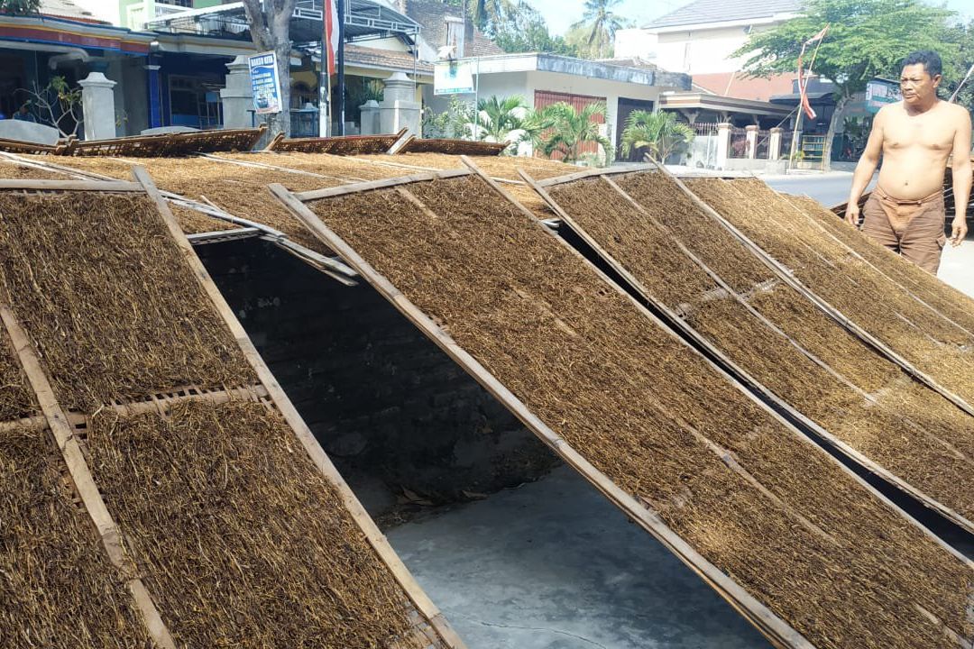 Kemarau Panjang Berkah Petani Tembakau Blitar