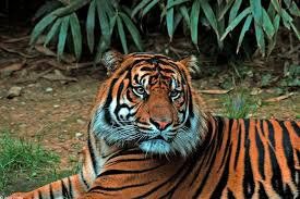Harimau Terjebak di Pasar Berhasil Dievakuasi