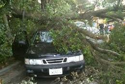 Pohon Tumbang di Kediri Tewaskan Penumpang Mobil