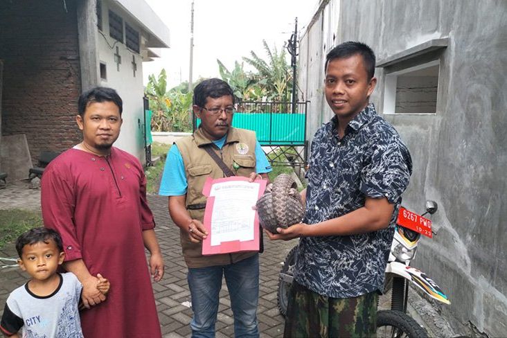 Melintas di Jalan By Pass Mojokerto, Warga Ngoro Temukan Hewan Trenggiling