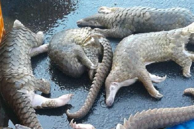 Aktivis Lingkungan Dukung UU Pencucian Uang Perangi Perdagangan Satwa