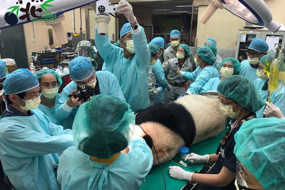 Tuan Tuan Gunakan Kawat Gigi Pertama di Dunia