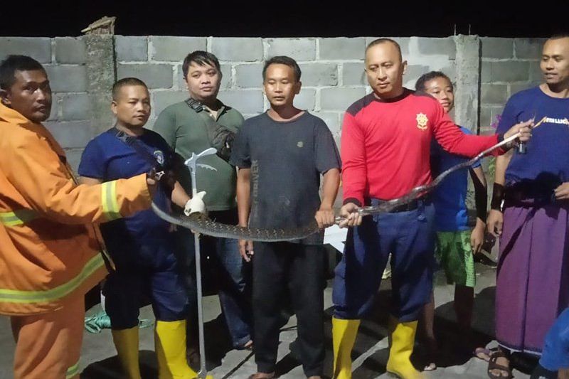 Tim Damkar Probolinggo Tangkap Ular Cobra Yang Bersarang di Atas Pohon Areal Perumahan Warga