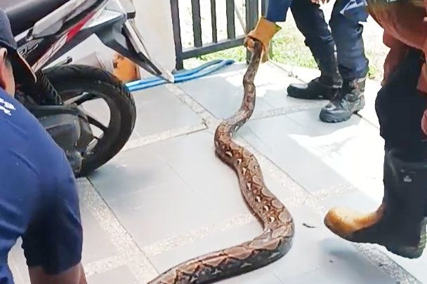 Damkarla Gresik Evakuasi Ular Phyton dari Kamar Mandi Perumahan