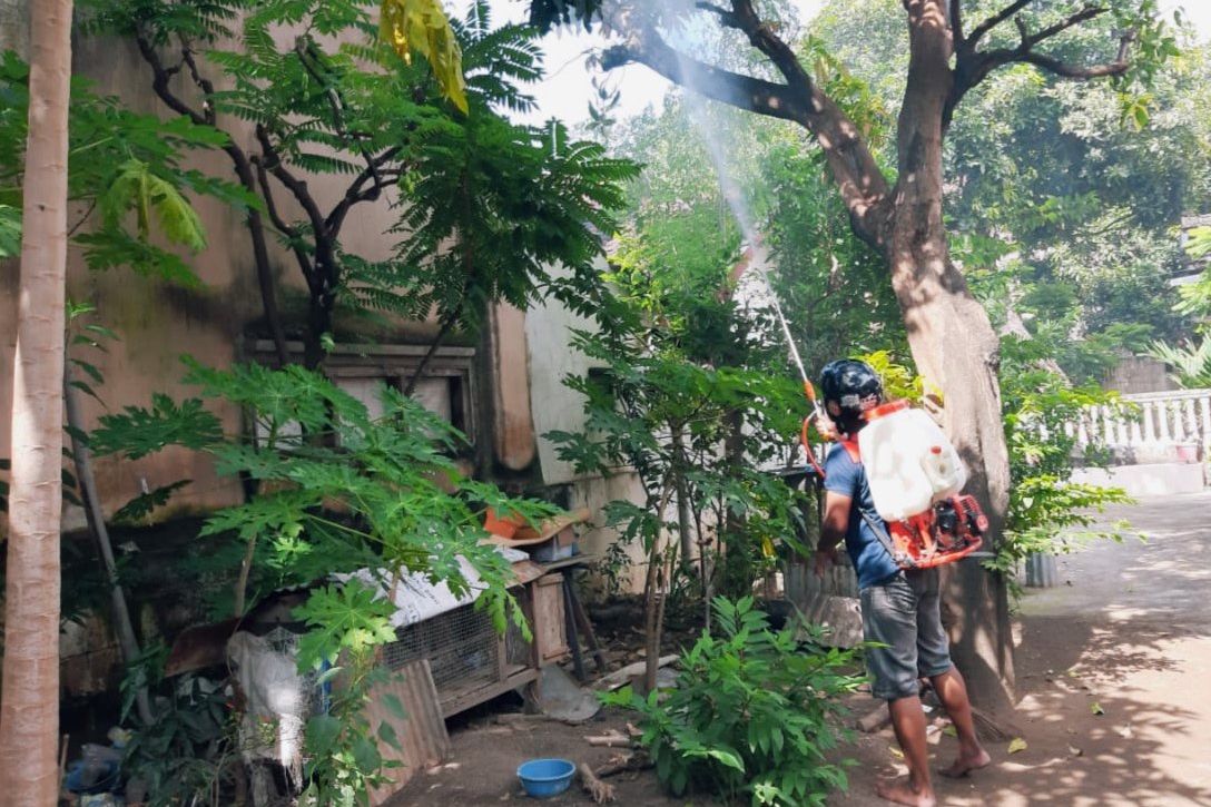 Wabah Ulat Bulu Masuk Rumah, Warga Situbondo Minta Bantuan BPBD