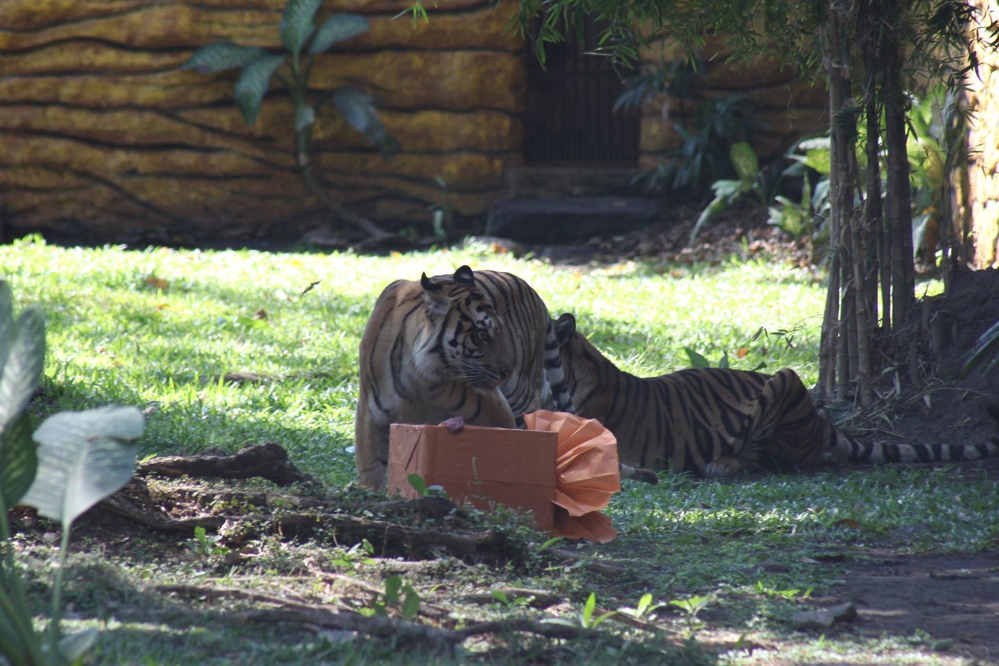 Daging Segar Jadi Kado Ultah Tiga Harimau Sumatera
