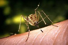 Kementerian Kesehatan Teliti Penyebaran Virus JE di Bali