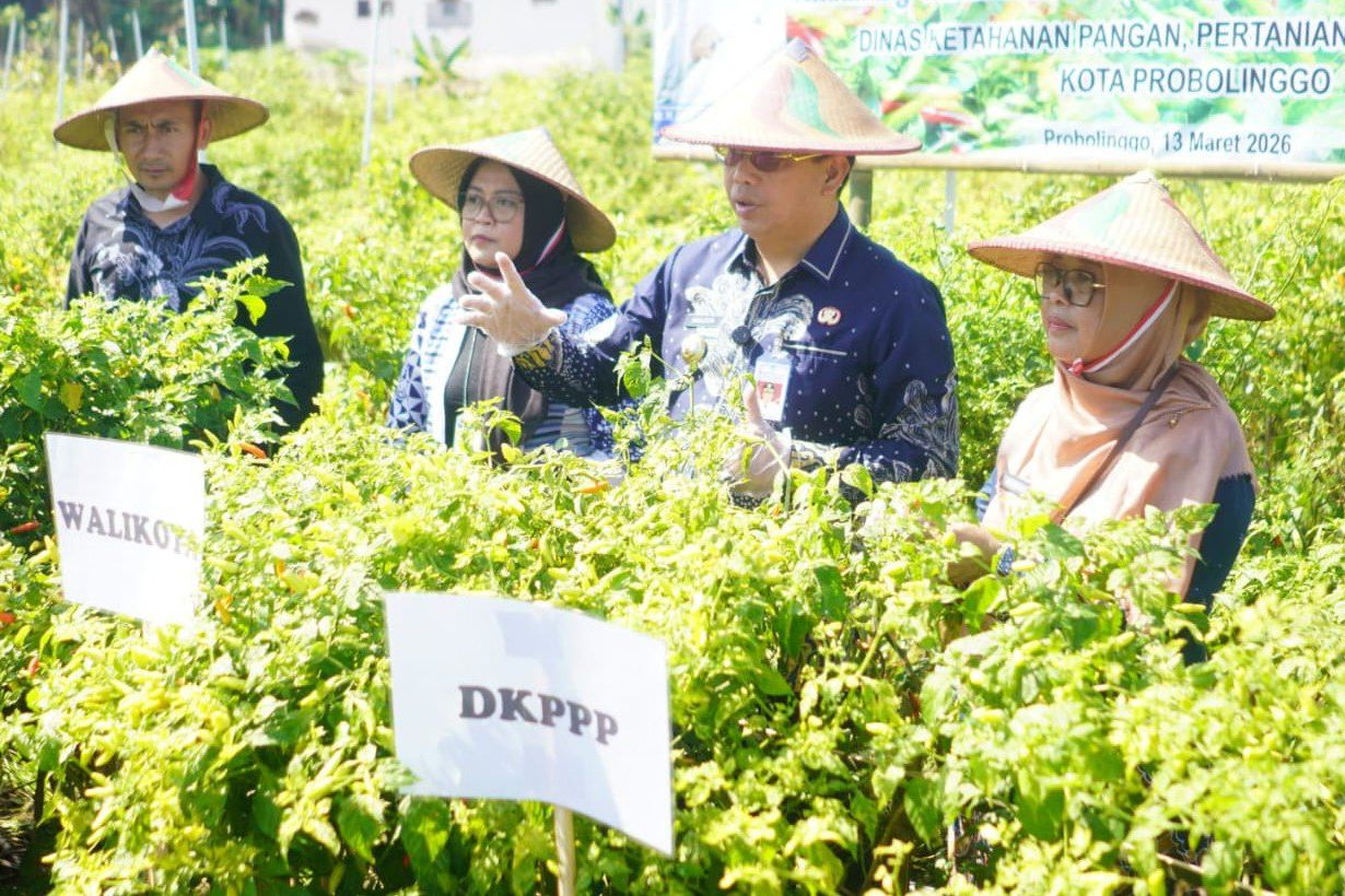 Modal Rp13 Juta, Petani Cabai Probolinggo Panen hingga Rp45 Juta