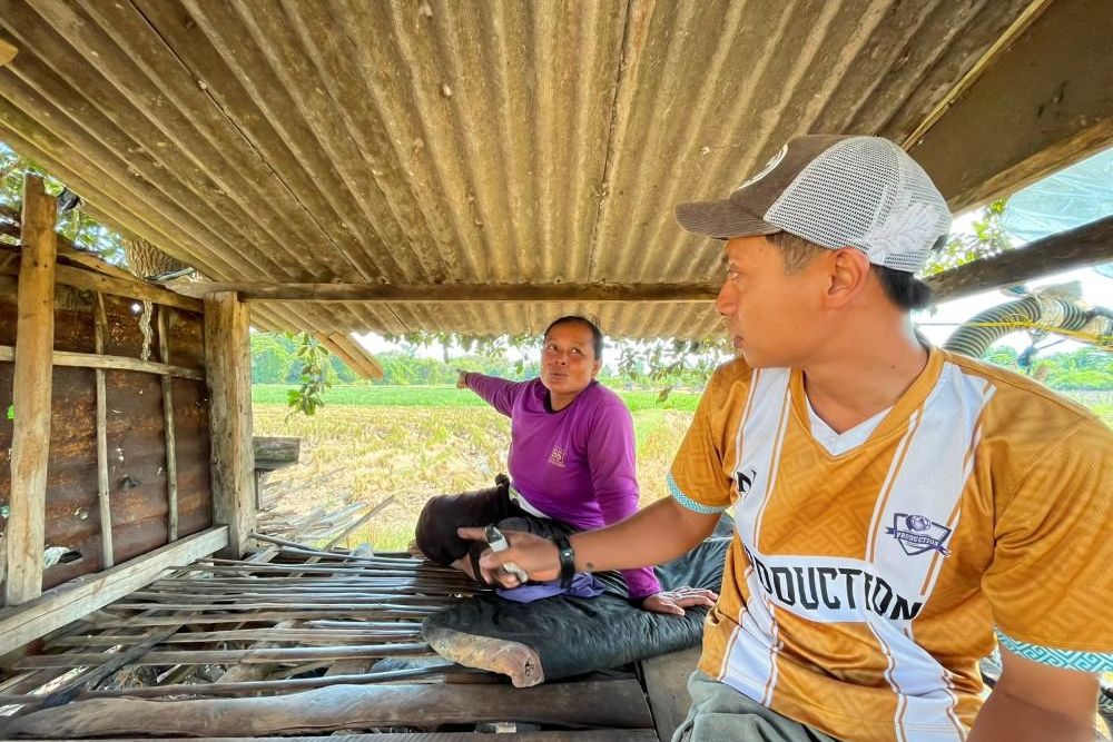 Lepas dari Penangkaran, Rusa Timor Rusak Lahan Pertanian Warga Tuban