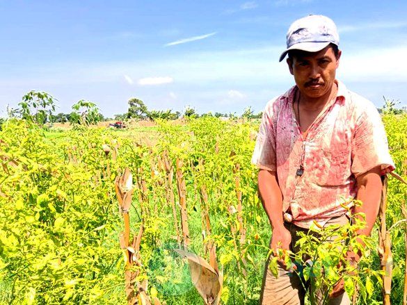 Harga Cabai Mahal, Petani Probolinggo Awasi Tanamannya