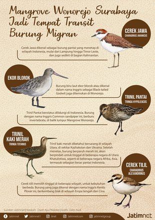 Burung Migran yang Singgah di Mangrove Wonorejo 
