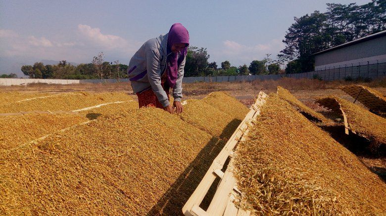 Ini Dampak Kenaikan Cukai Tembakau