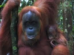 Warganet Galang Petisi Tindak Tegas Penembak Orangutan "Hope"