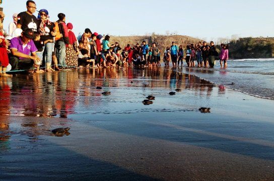 Sebanyak 500 Ekor Tukik Sisik Dilepasliarkan di Pantai Serang