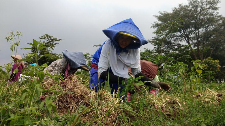 Panen Raya Bawang Merah Hantui Harga