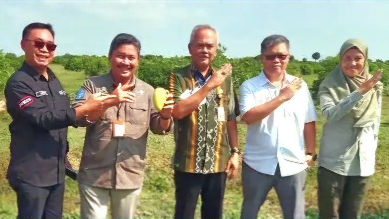 Budidaya Mangga Desa Wotan Gresik Masuk Food Estate, Berpotensi Ekspor Asia dan Timur Tengah