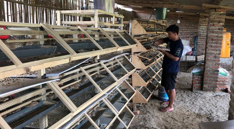Usaha Telur Burung Puyuh, Mahasiwa ini Raup Cuan Rp12 Juta Sebulan