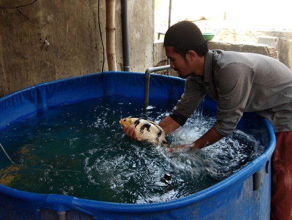Ratusan Ikan Koi di Mojokerto Mati Akibat Kemarau Panjang