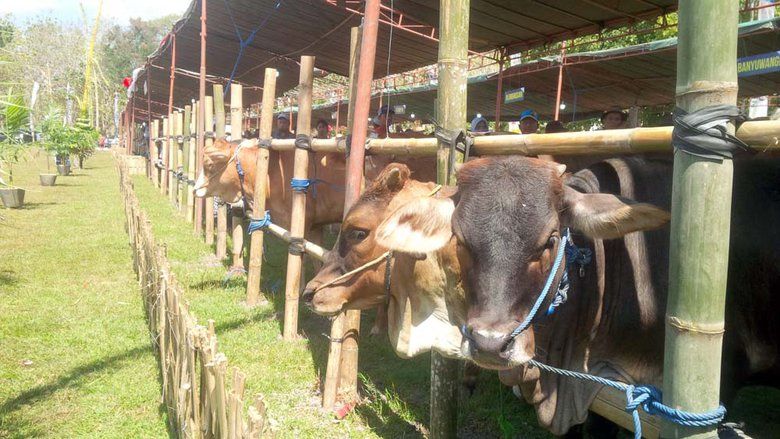 Tahun 2019 Banyuwangi Menargetkan Panen 47 Ribu Pedet