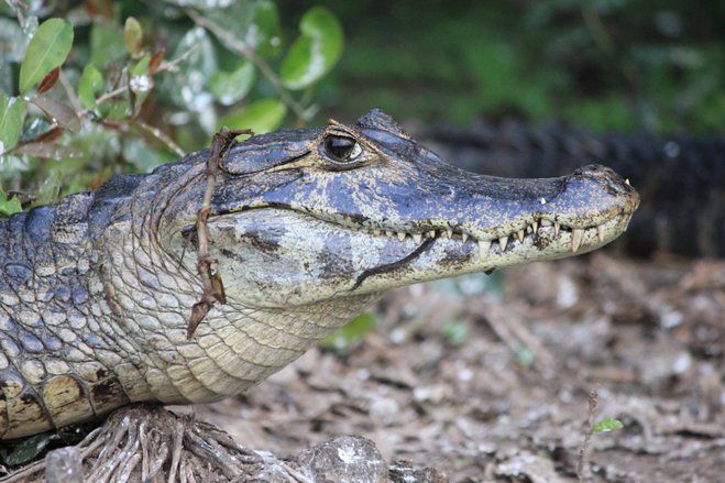Kenali Perbedaan antara Aligator dan Buaya
