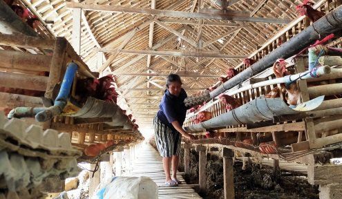 Pemberitaan Soal Dioksin Sempat Membuat Harga Telur Ayam di Blitar Anjlok