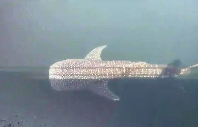 Ini Dugaan Penyebab Luka Hiu Paus Terjebak di Inlet PLTU Paiton