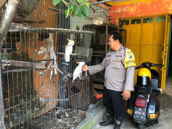 Mengintip Anggota Polisi yang Sukses Mengembangbiakkan Burung Kakak Tua di Alam