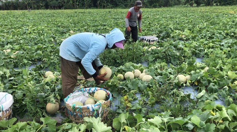 Petani di Mojokerto Kebanjiran Order Melon Merlin saat Ramadan, Raup Cuan Puluhan Juta