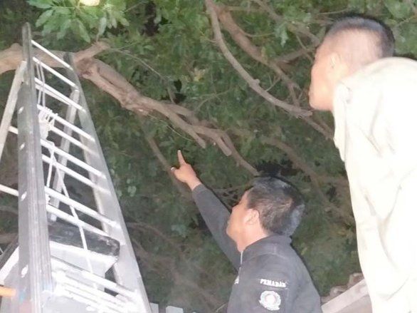 Sarang Lebah Jumbo Meresahkan Warga Probolinggo