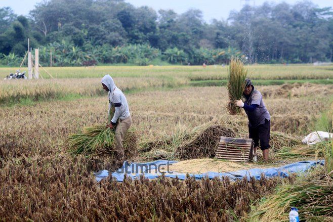 IRRI Diharapkan Naikkan Produksi Beras Nasional