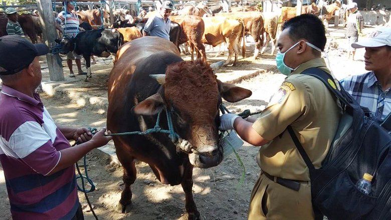 Sejumlah Hewan Kurban di Blitar Terkena Penyakit Mata