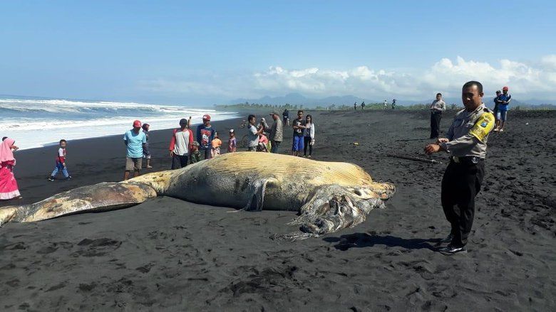 BBKSDA Jatim Teliti Bangkai Paus yang Terdampar di Lumajang