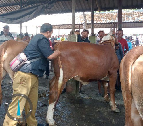 Dinas Peternakan Lamongan Ingatkan Hewan Ternak Rentan Terserang Penyakit saat Pancaroba