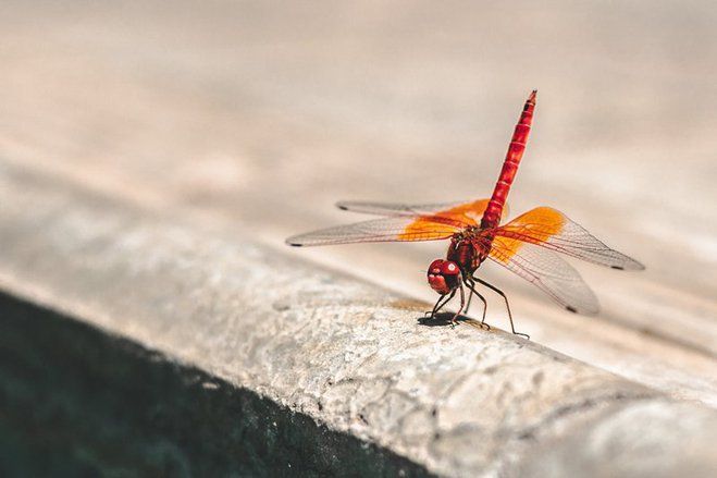 Proyek Mesin Pencari Google untuk Cina &quot;Dragonfly&quot; Dihentikan