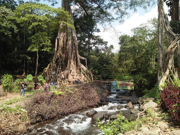 Pohon Berakar Seribu Harapan Desa Begagan Mojokerto