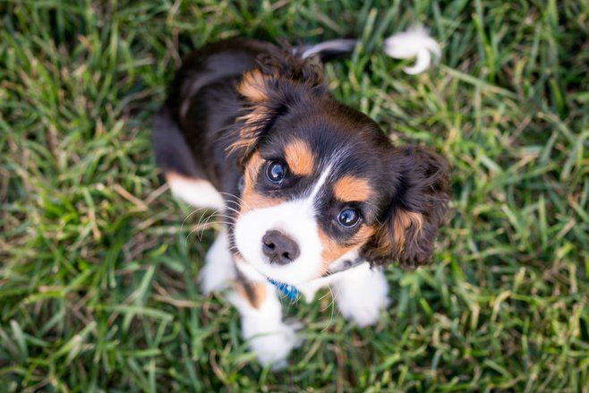 Parlemen Inggris Sahkan Larangan Penjualan Anak Anjing dan Kucing