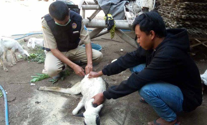 Sejumlah Kambing di Probolinggo Ditemukan Tewas Misterius