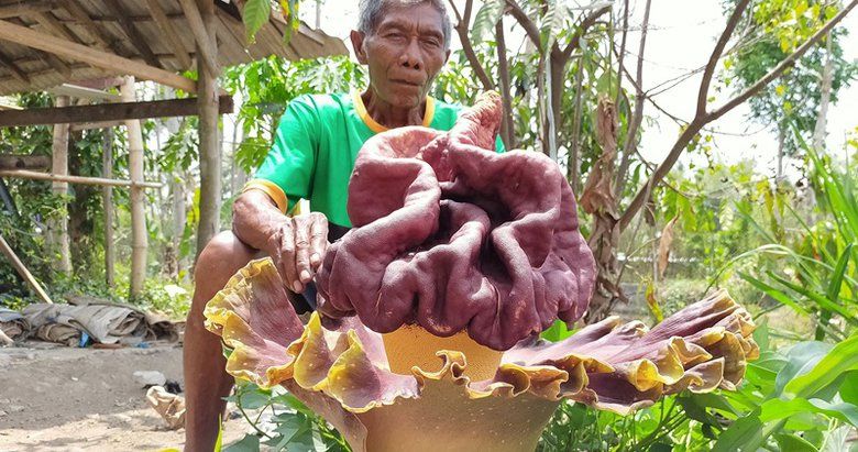 Bunga Bangkai Berukuran Jumbo Mekar di Halaman Warga Blitar