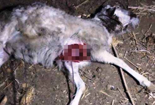 Hewan Misterius Teror Peternak Kambing di Ponorogo