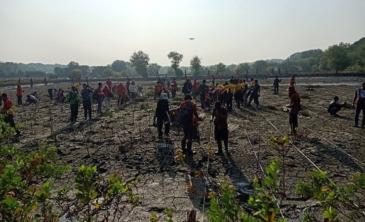Tanam Mangrove, Risma Berharap Turunkan Suhu Surabaya hingga 18 Derajat Celsius
