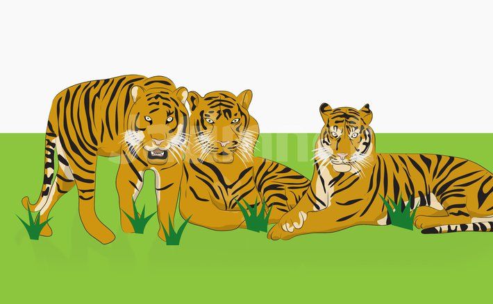 Populasi Harimau Sumatera Tinggal Ratusan Ekor