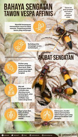 Jika Lebah Vespa Marah